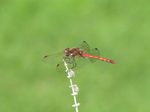 SX24311 Dragonfly at Floriade.jpg